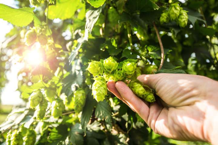 Le houblon favorise le sommeil