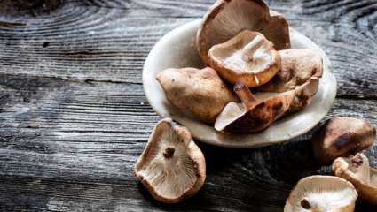 champignon shiitake