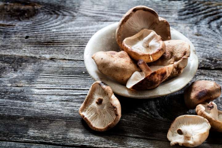 champignon shiitake