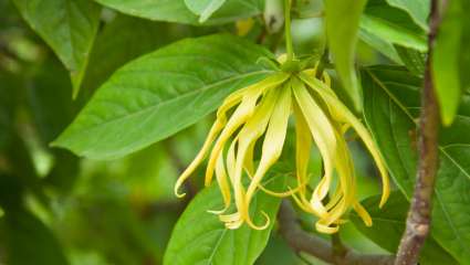 Ylang-ylang (Cananga odorata)