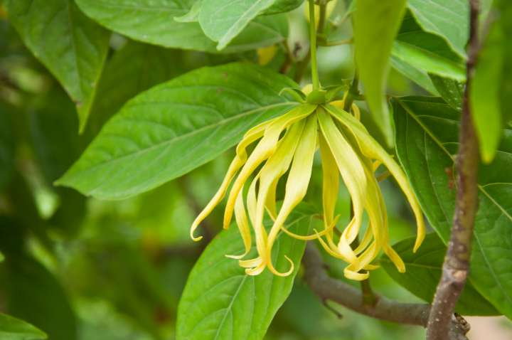 Ylang-ylang (Cananga odorata)