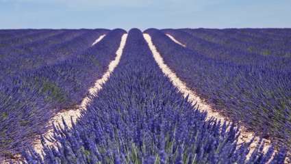 Champ de lavande