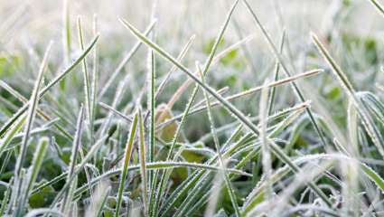 Combattre les pellicules avec les plantes
