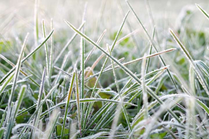 Combattre les pellicules avec les plantes