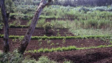 L'Occitane va favoriser des pratiques comme l'agroforesterie