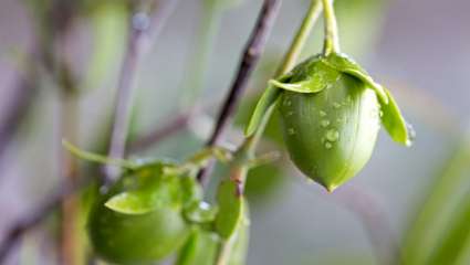 Le jojoba : organisme terrestre qui a le plus de gènes sexuels