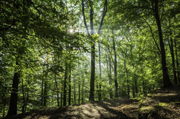 Plantes : plus compétitrices qu'altruistes ?