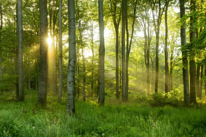 Forêts : mieux vaut moins récolter que replanter