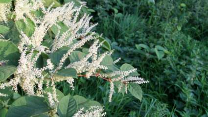 Certaines plantes interagissent plus facilement avec les humains qui les cultivent