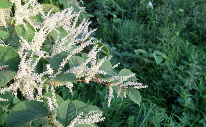 Certaines plantes interagissent plus facilement avec les humains qui les cultivent