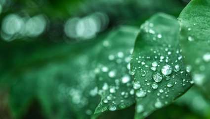 Comment les plantes se protègent de la pluie