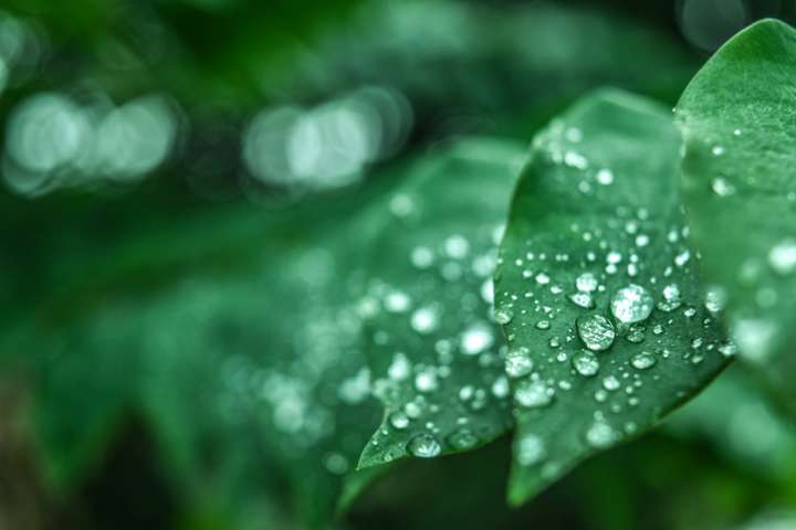 Comment les plantes se protègent de la pluie