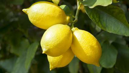 Le citron, une sacrée vivacité