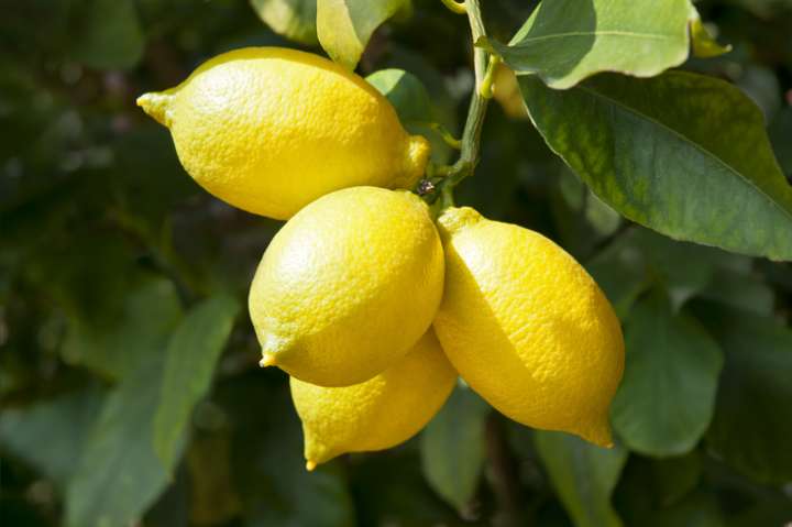 Le citron, une sacrée vivacité