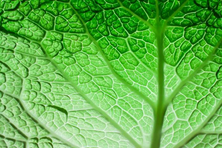 Feuilles de choux