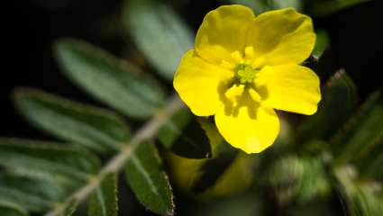 Tribulus terrestris