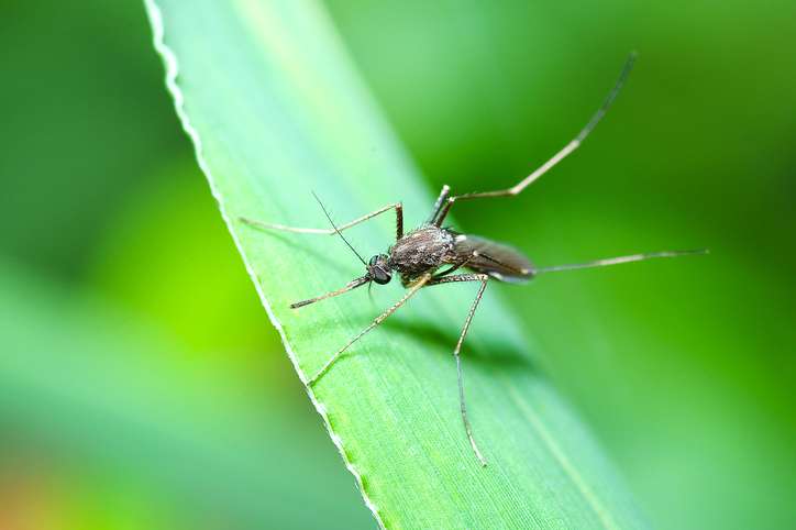 Piqûre de moustique : 5 astuces naturelles pour les soulager