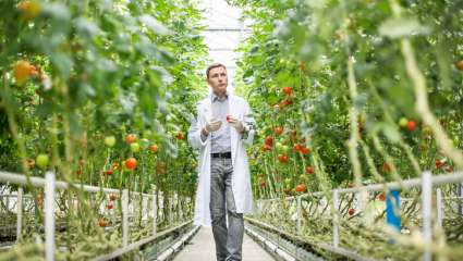 Tomates sous serre