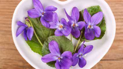 viola odorata