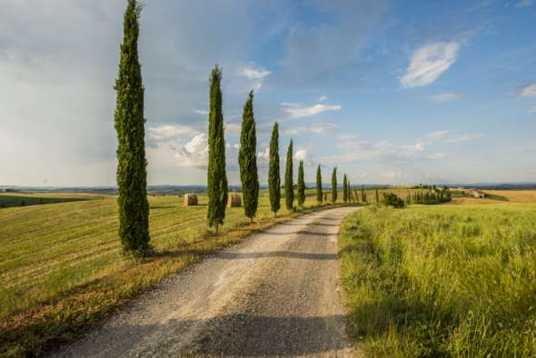 Cyprès vert commun (Cupressus sempervirens)