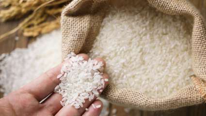 Le riz, une céréale  aux multiples facettes