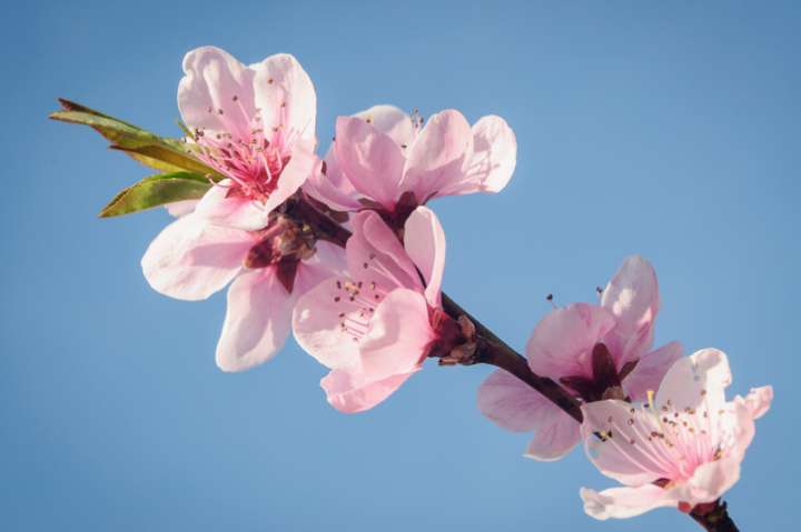 Peur et élixirs floraux