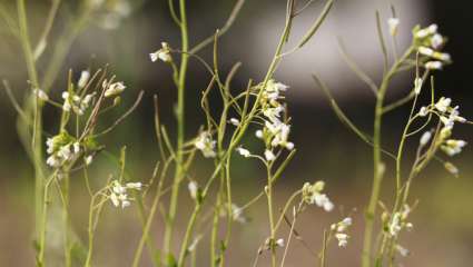 Arabidopsis thaliana