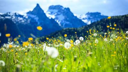 Une nouvelle végétation colonise les sommets des Alpes