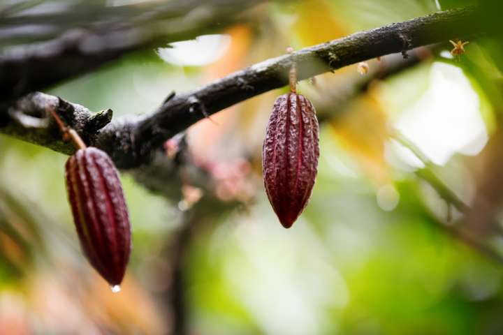 Cacaoyer