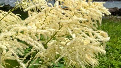 Melaleuca cajuputi