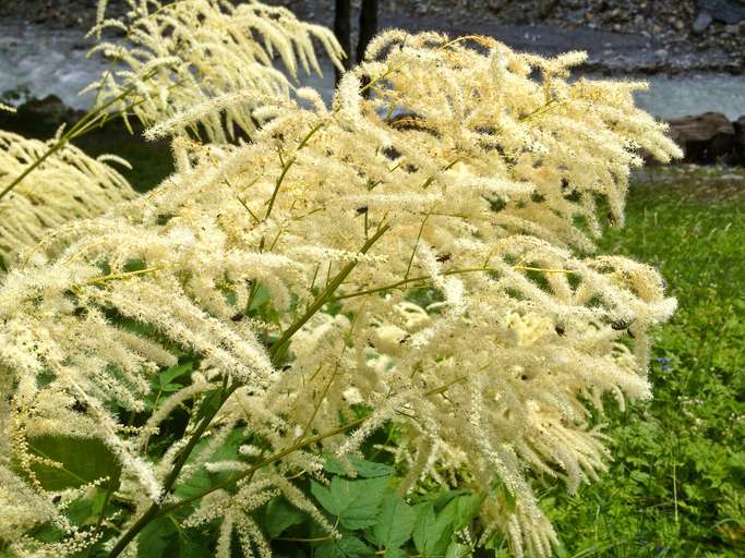 Melaleuca cajuputi