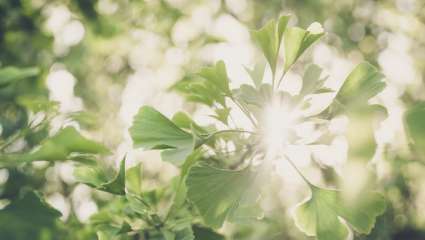 Du ginkgo biloba après un AVC