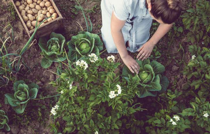 Agriculture bio 