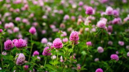 Un polyphénol du trèfle rouge contre les allergies