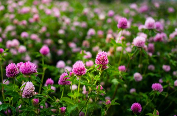 Un polyphénol du trèfle rouge contre les allergies