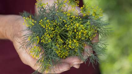 Aneth, cumin des prés et fenouil pour lutter contre Alzheimer ?