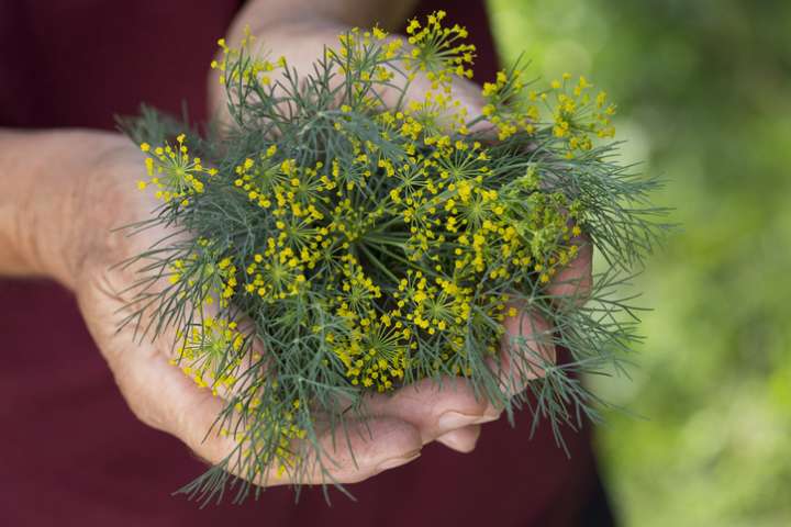 Aneth, cumin des prés et fenouil pour lutter contre Alzheimer ?