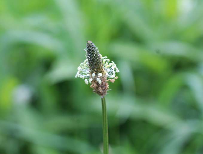 Le plantain