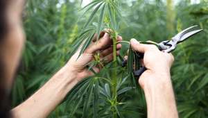 Bientôt du cannabis thérapeutique cultivé en France