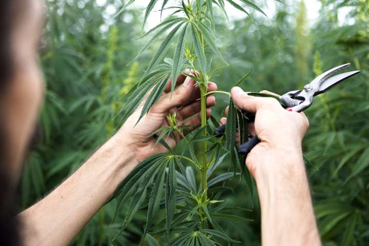 Bientôt du cannabis thérapeutique cultivé en France