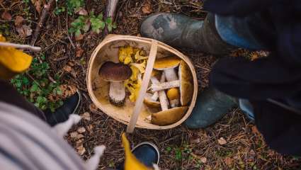 Champignons : bien conserver  les saveurs de la forêt
