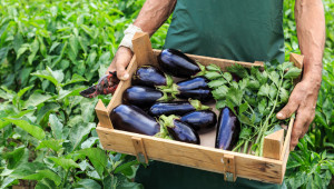 Aubergines