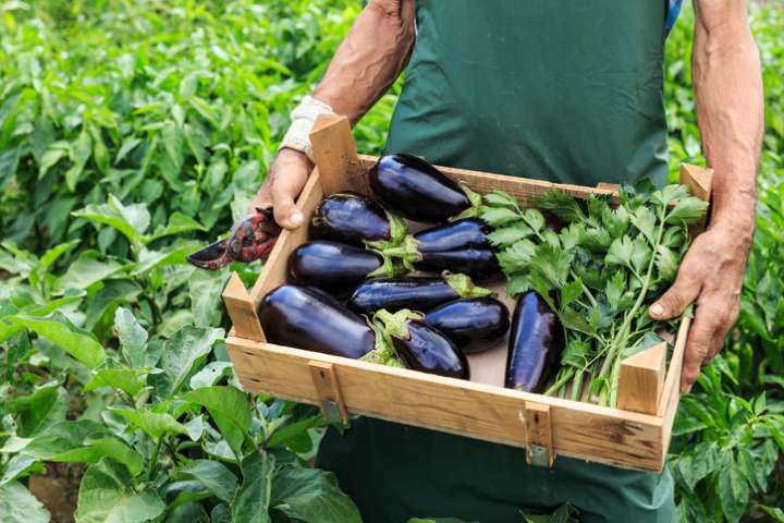 Aubergines