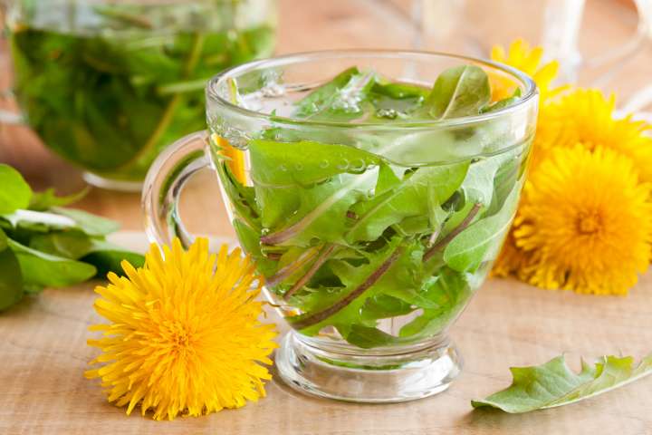 How to use dandelion?  - Plants and Health