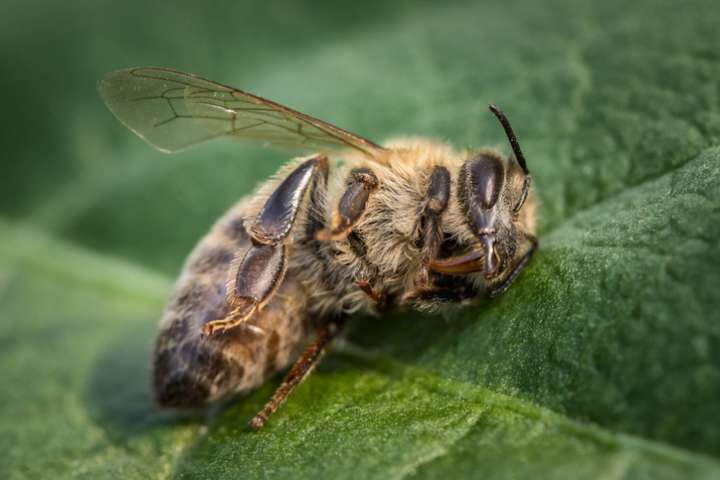 Réautorisation des néonicotinoïdes : à quand le changement ?