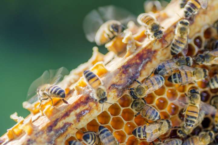 Venin, pollen et propolis au secours des allergies