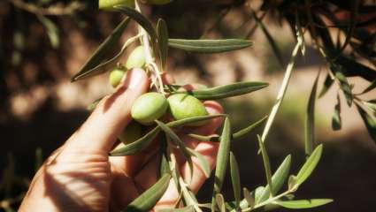 Hypertension : faire baisser la pression naturellement