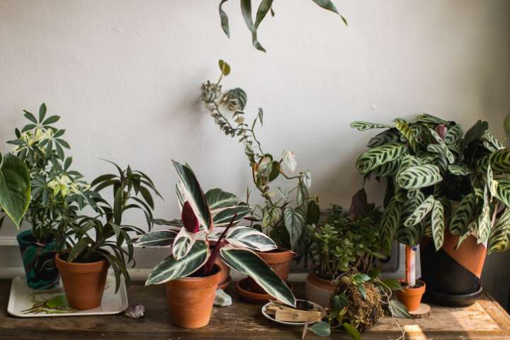 Une des plus grosses plaies des plantes d'intérieur : les