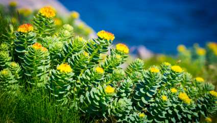 Rhodiola rosea