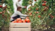 Les tomates de saison, meilleures pour la santé